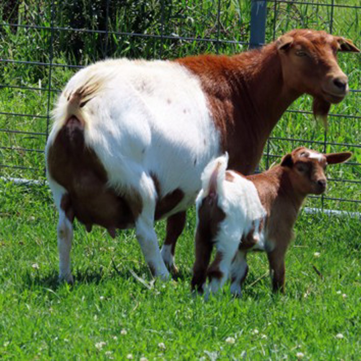 Morgan Hill Farm, LLC & The Sudsey Goat